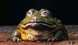 厨师爆料牛蛙视频在线观看,厨师亲曝牛蛙烹饪全过程，视频曝光引网友热议